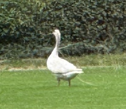 2026 05 30 Schwan 02